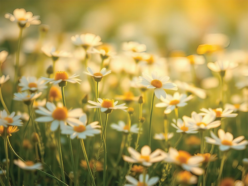 Museokuhinat Talomuseolla